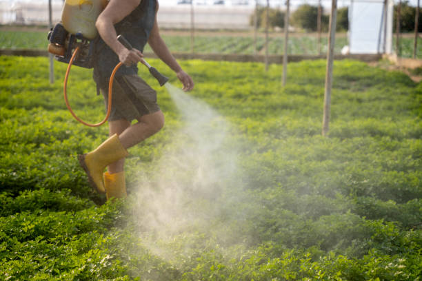 Best Ant Control Services  in Loveland, CO