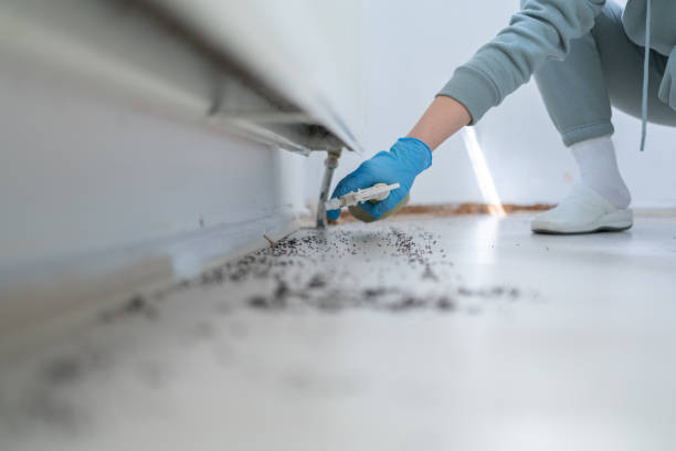 Best Wasp Removal Services  in Loveland, CO